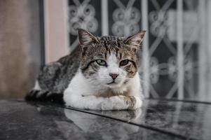 A spotted street cat lying on the steps.Gurzuf cats photo