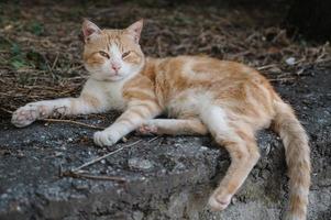 A rusty street cat lying on the steps. Gurzuf cats photo