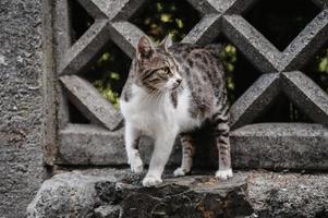 A spotted street cat walking along the street near the fence. Gurzuf cats. photo