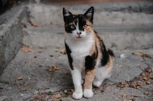un manchado calle gato acostado en el pasos. gurzuf gatos foto