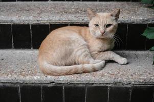 A rusty street cat lying on the steps. Gurzuf cats. photo