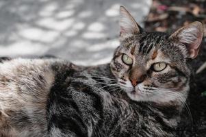 A spotted street cat lying on the steps. Close-up. Gurzuf cats photo