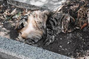 un manchado calle gato acostado en el suelo y tomando el sol en el calor de el Dom. gurzuf gatos foto
