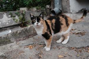 A spotted street cat walking along the street near the fence. Gurzuf cats. photo