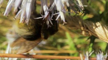 proche en haut macro film de abeille sur une sauvage globe chardon fleur rassemblement nectar video