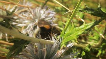 fechar acima macro filme do abelha em uma selvagem globo cardo flor encontro néctar video