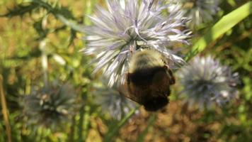 cerca arriba macro película de abeja en un salvaje globo cardo flor reunión néctar video