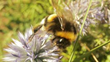 cerca arriba macro película de abeja en un salvaje globo cardo flor reunión néctar video