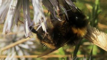 Close up macro film of bee on a wild globe thissle flower gathering nectar video