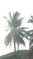 a coconut tree blown by the wind, exposed to the sun's rays video