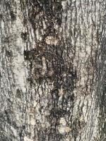 antiguo de madera árbol textura foto