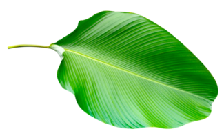 green leaves pattern of Calathea lutea foliage isolated, leaf exotic tropical png