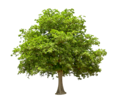 verde albero isolato png