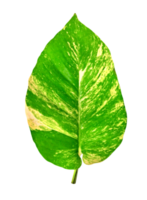 grön löv mönster av epipremnum aureum lövverk isolerat. blad exotisk tropisk, djävulens murgröna, gyllene pothos png