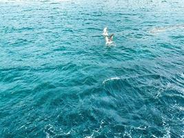 seagulls fly over the blue sea. sea and seagulls photo