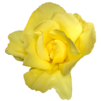 des roses goldfassade fleur png