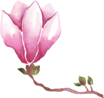 Magnolia flower. Watercolor illustration. Hand painting png