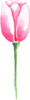 aguarela tulipas. pintado à mão png