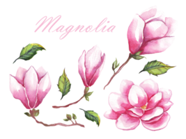 magnolia blommor. vattenfärg illustration png