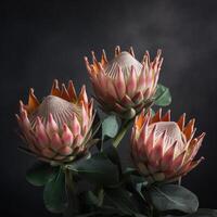 Beautiful blooming flower Warat Flora, Protea susara. .Created with generative AI photo