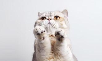 Scottish fold cat. . photo