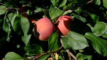 Grün Ast von Apfel Baum mit Blätter und rot reif Früchte Äpfel im das Garten. frisch und saftig Äpfel bereit zum Ernte. ländlich Landschaft, Obstgarten. Nahansicht. Bewegung von Blätter von das Wind. video