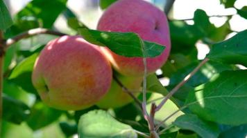 grön gren av äpple träd med löv och röd mogen frukt äpplen i de trädgård. färsk och saftig äpplen redo för skörda. lantlig landskap, fruktträdgård. närbild. rörelse av löv från de vind. video