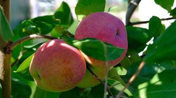 grön gren av äpple träd med löv och röd mogen frukt äpplen i de trädgård. färsk och saftig äpplen redo för skörda. lantlig landskap, fruktträdgård. närbild. rörelse av löv från de vind. video