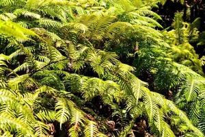 Trees in the forest photo