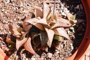 Close up of plants photo