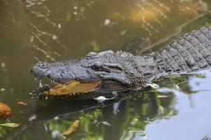 Crocodile swimming in the river photo