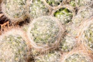 Close up of a cactus photo