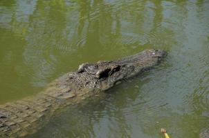 Crocodile swimming in the river photo