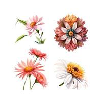 collection of drawn watercolor flowers vector