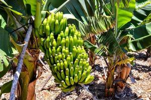 A banana crop photo
