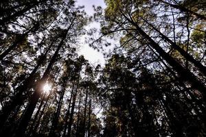 Trees in the forest photo