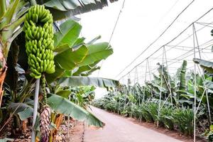 un plátano plantación foto