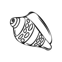 Vector isolated illustration of a shell. Contour sketch of a shell in the doodle style.