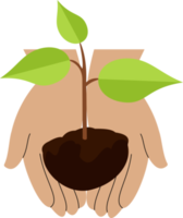 illustratie van een palm Holding een fabriek zaad. illustratie van aanplant fabriek zaden png