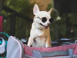 brown short hair chihuahua dog  wearing sunglasses, standing  in traveler pet carrier bag with travel accessories, ready to travel. Safe travel with animals. photo