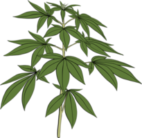 simplicity cannabis plant freehand drawing. png