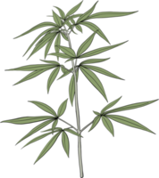 enkelhet cannabis växt freehand teckning. png