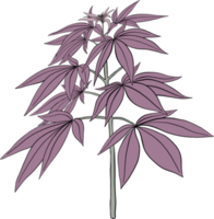 simplicité cannabis plante à main levée dessin. png