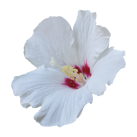 vit hibicus blomma png