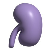 3d icon of kidney png