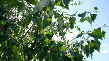 hermosa abedul ramas con luz de sol. de cerca verde abedul hojas revoloteando en el viento mediante luz de sol. imágenes con natural Dom llamarada. video