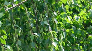 Close-up video footage of beautiful blooming birch tree. Green leaves and branches are fluttering in the wind. Spring seasonal blossoming of trees. Green birch fruits is a small samara.