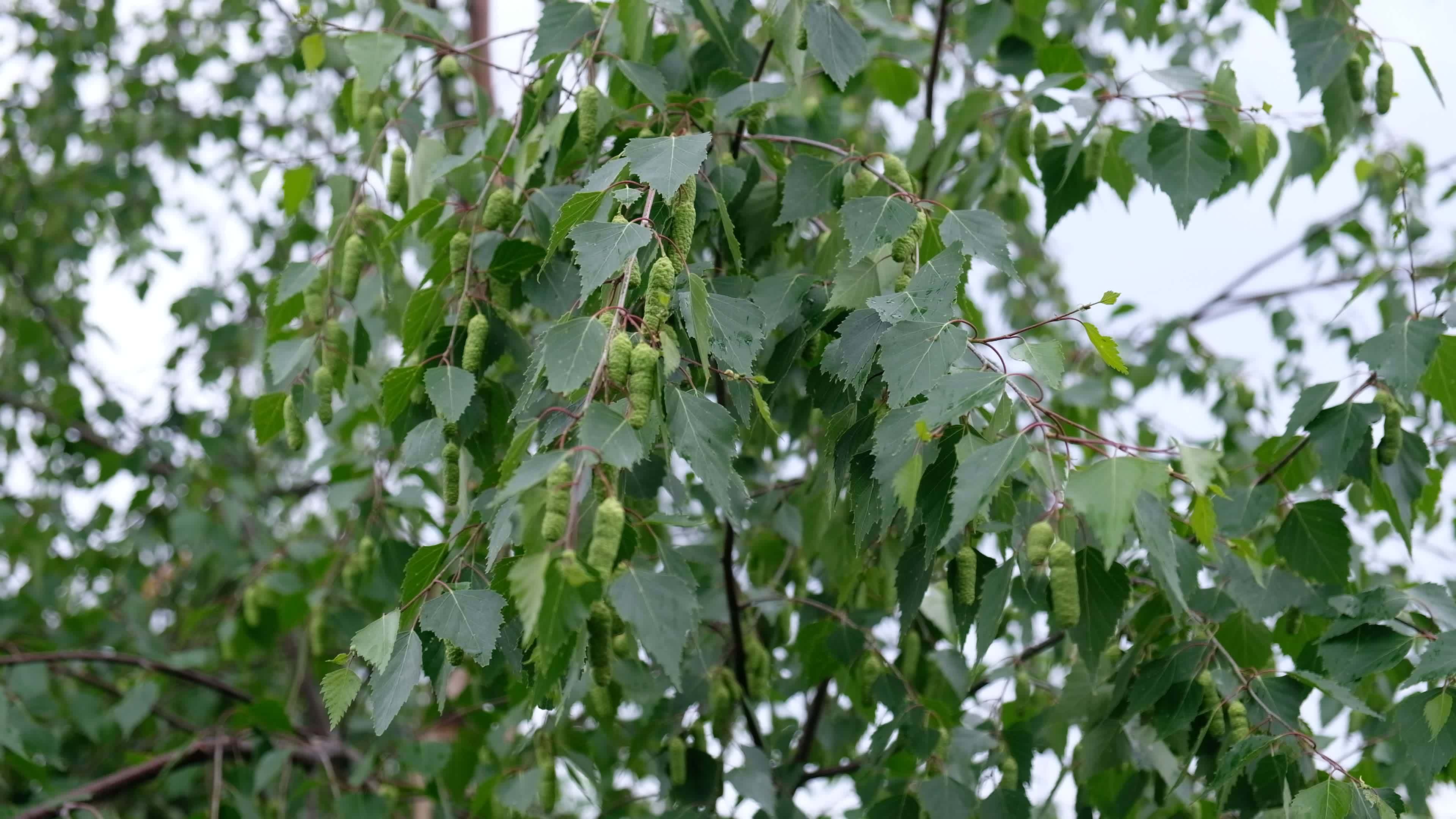 Free Images : tree, grass, branch, lawn, leaf, green, birch