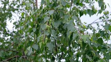 Close-up video footage of beautiful blooming birch tree. Green leaves and branches are fluttering in the wind. Spring seasonal blossoming of trees. Green birch fruits is a small samara.