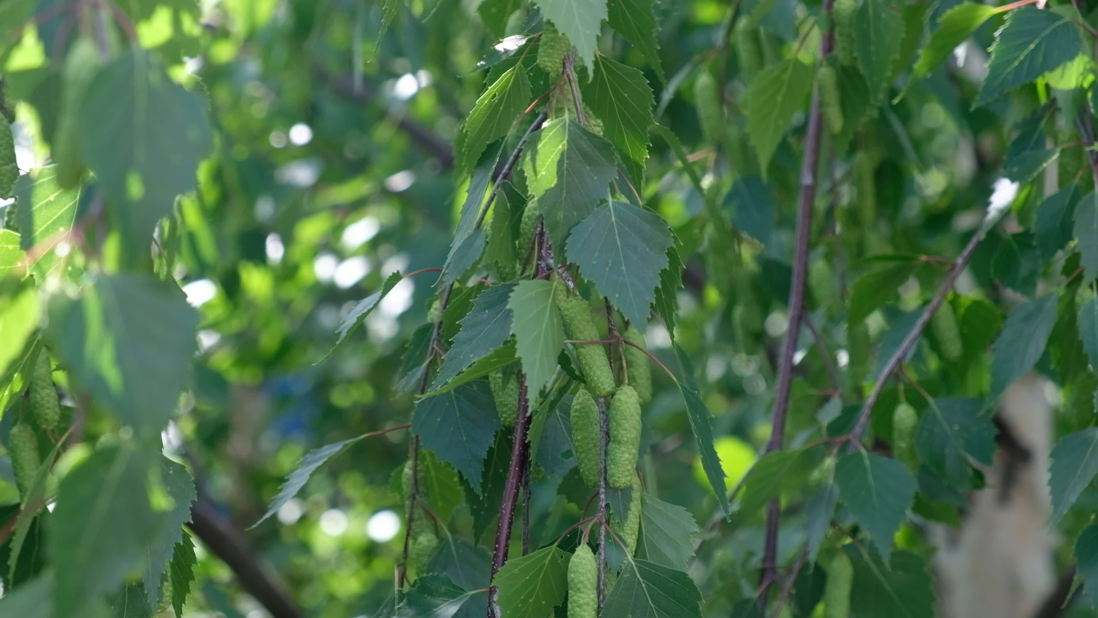 Closeup video footage of beautiful blooming birch tree. Green leaves